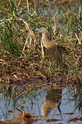 082 Okavango Delta, ralreiger.jpg